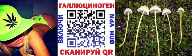 дарнет шоп  Знаменск  Псилоцибиновые грибы мицелий 