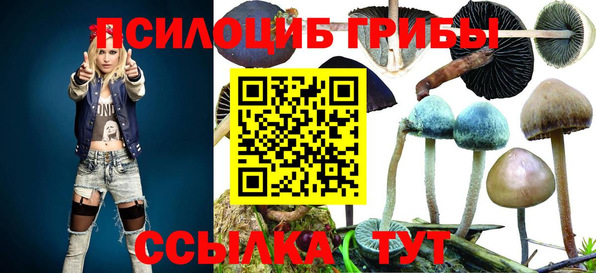Знаменск  Псилоцибиновые грибы Psilocybe  Вход с VPN 